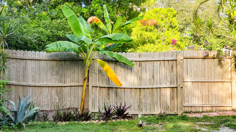 banana tree by fence in yard