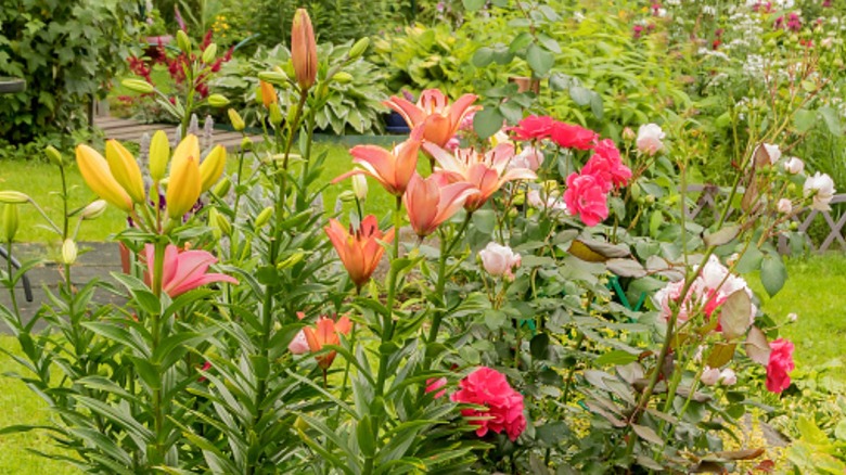 Peachy lilies growing next to pink roses in garden patch