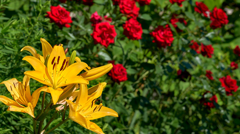 Yellow lilies growing alongside ruby red roses