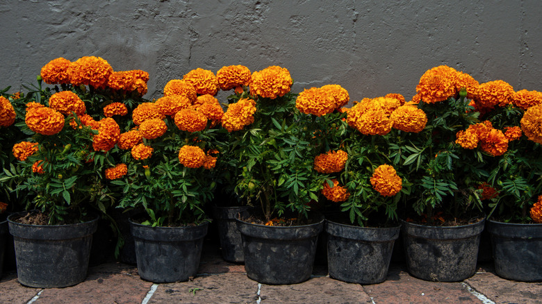 Pots of orange marigolds