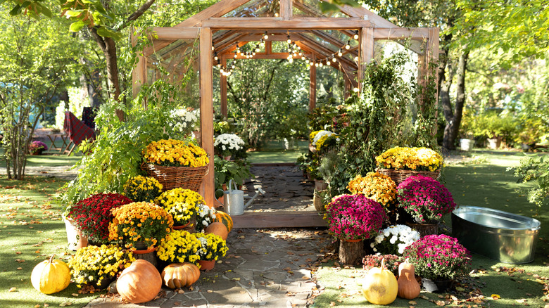Potted fall flowers in a yard