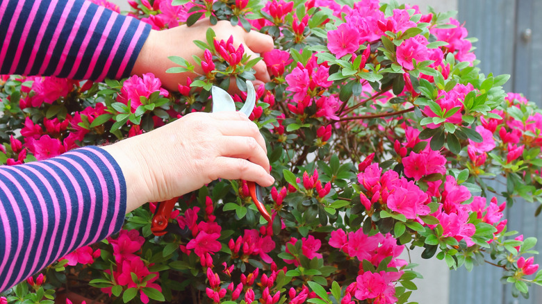 Person pruning Azalea (Rhododendron spp.)