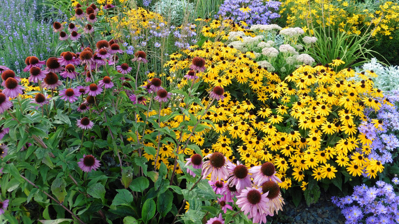 A flower garden packed with different flowers
