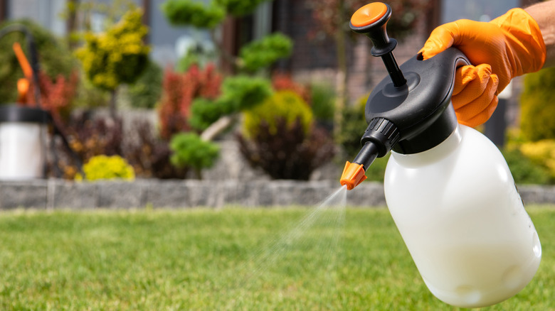 Spraying lawn with handheld sprayer
