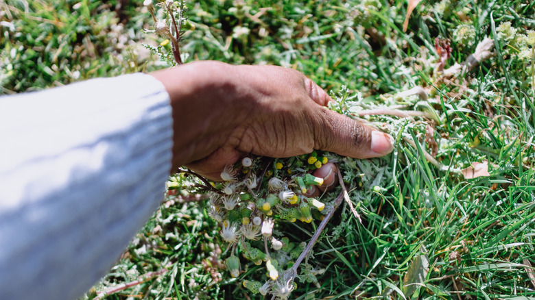 A hand of an older individual pulling weeds from a garden