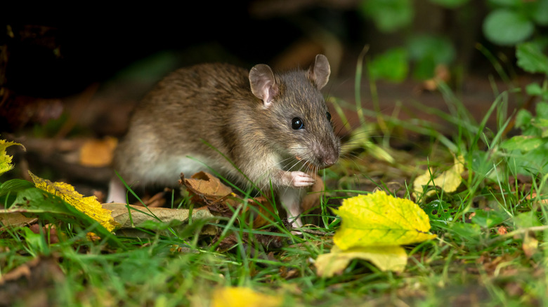 Brown mouse in the grass