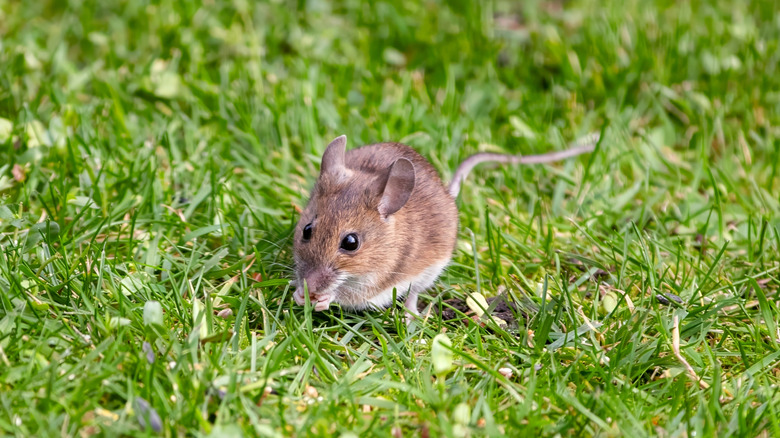 Mouse eating bird seed in the grass