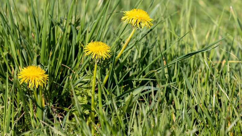 Yellow dandelions growing in the grass