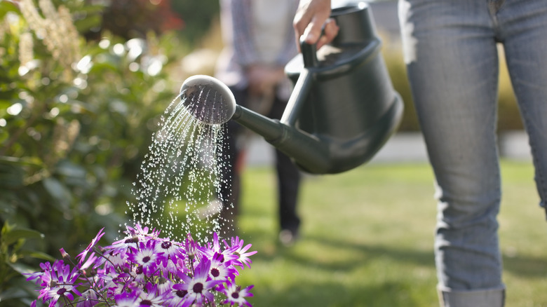 Person watering purple flowers with watering can