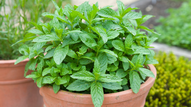 Mint growing in a terra cotta pot