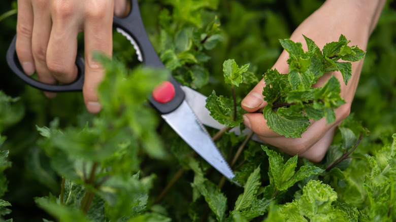 Cutting mint in the garden