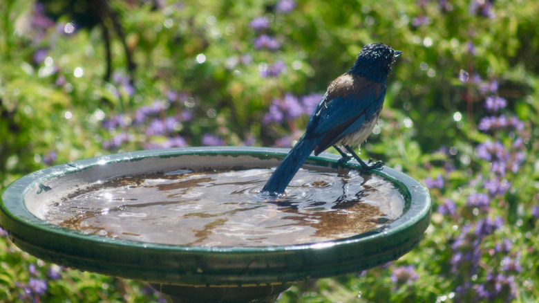 Bird perched on birdbath after cleaning