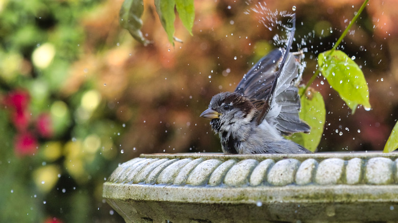 Bird splashing in bath
