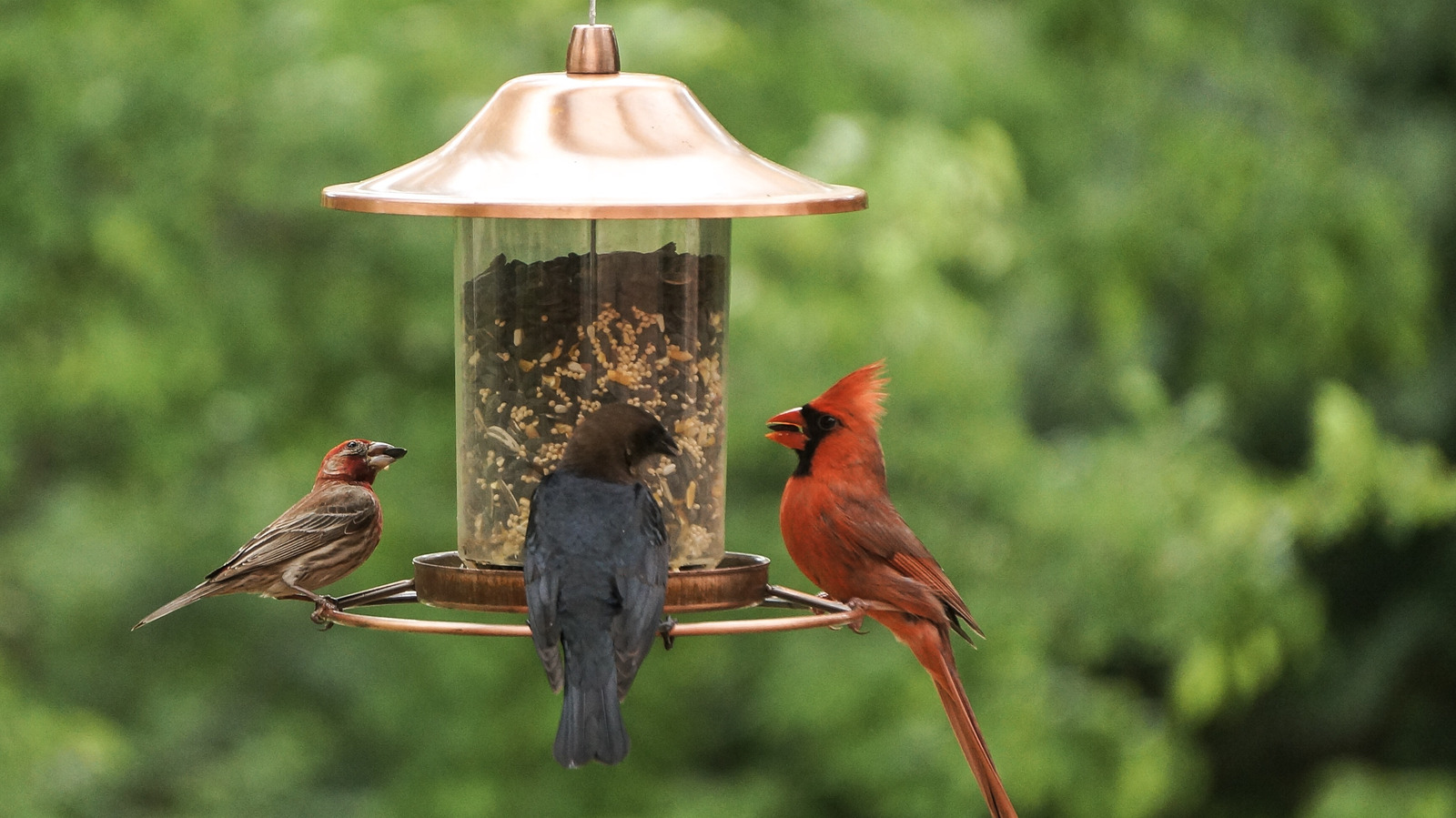 Why You Should Try Adding Chia Seeds To Your Bird Feeders