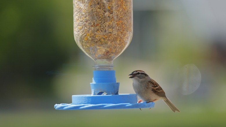 a small, brown bird eats from a bird feeder