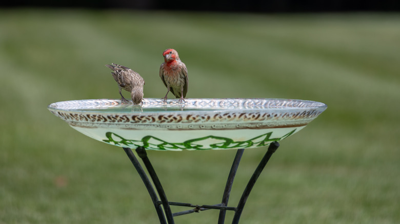 Birds on a birdbath