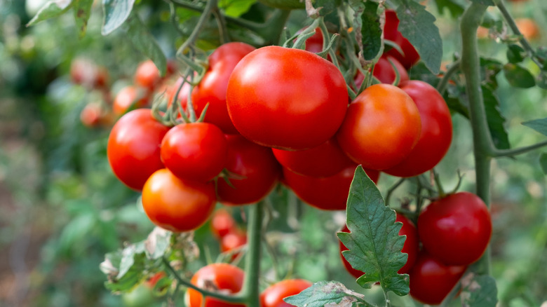 Tomatoes growing in a garden