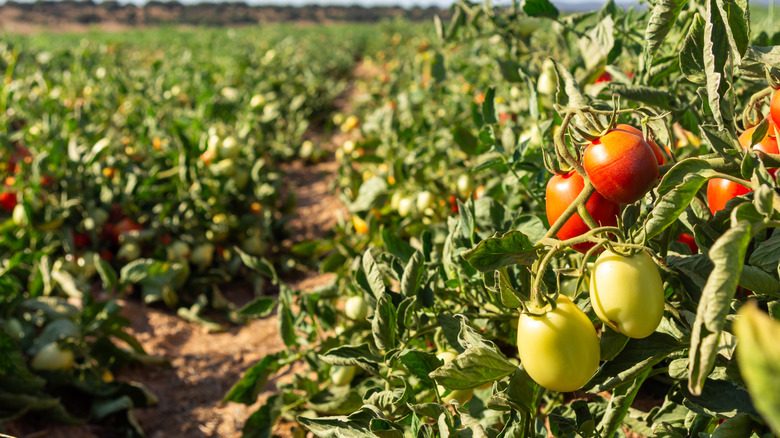 tomato plants in full sun