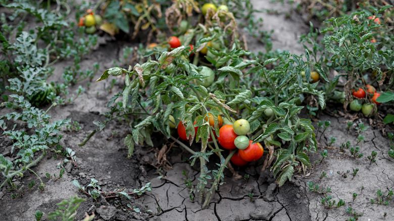 Tomatoes growing in dry, cracked soil