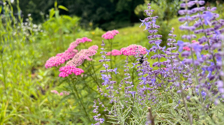 Pink yarrow and lavender flowers