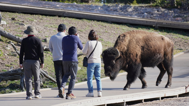 Tourists too close to a bison in Yellowstone National Park