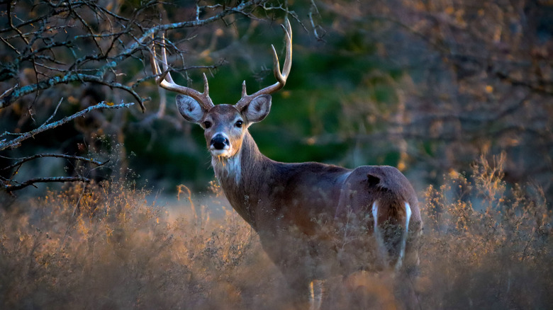 White-tailed buck in the forest