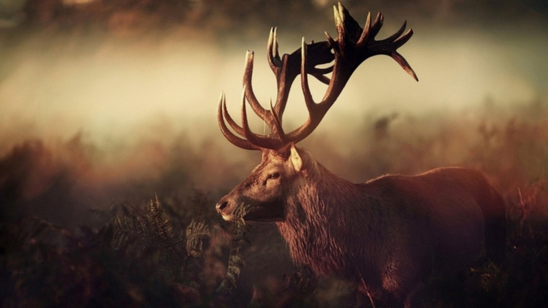 Buck with massive antlers in field