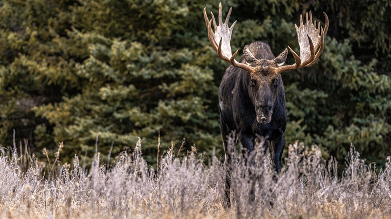 Moose facing off with photographer