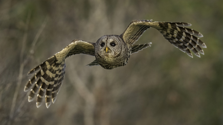 Barred owl flying toward camera
