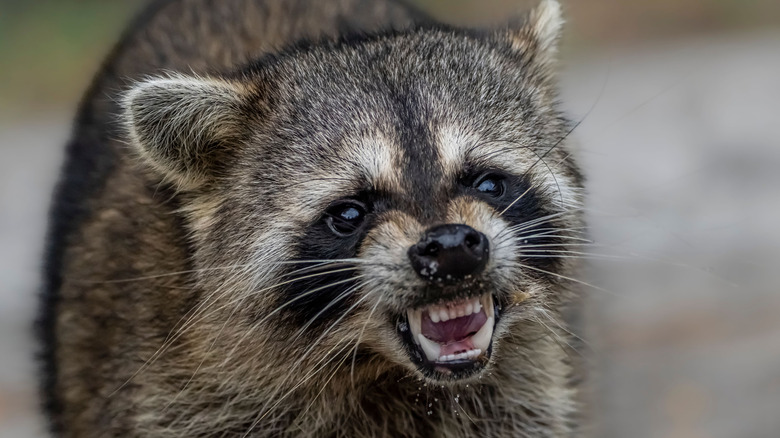 Raccoon showing its teeth