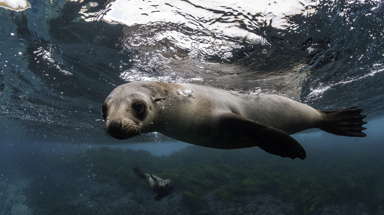 California seal facing camera under water
