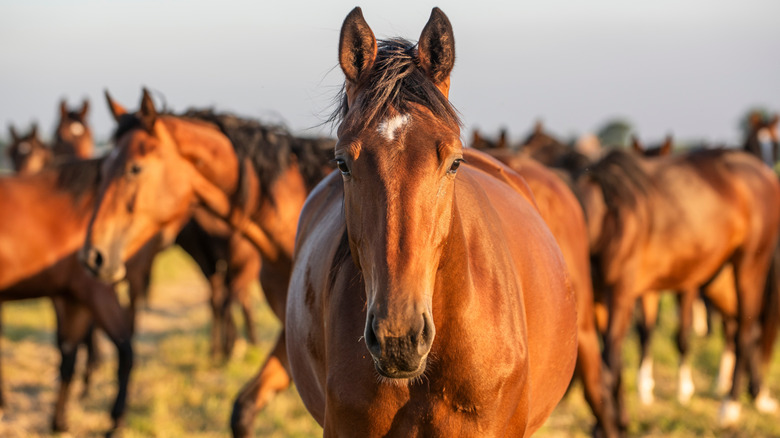 Herd of wild horses grazing