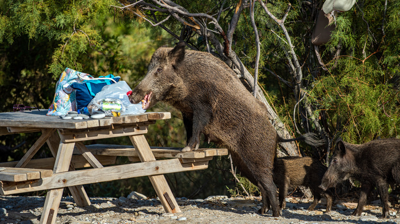 Feral swines stealing camp food
