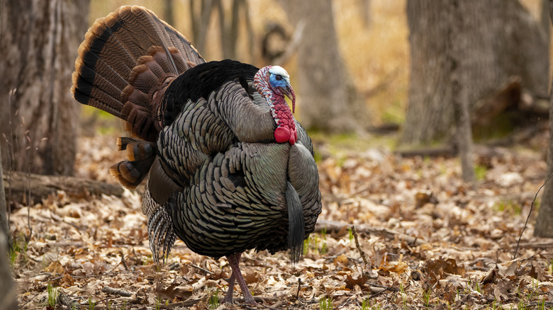 Wild turkey in an Autumn forest