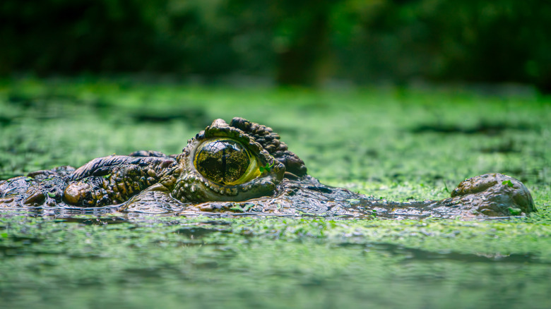 Crocodile in a swamp