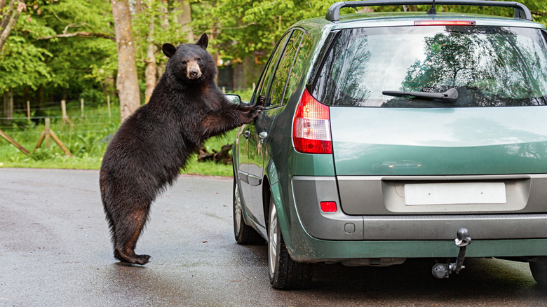 Bear leaning against green car