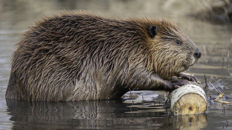 Beaver rolling log through stream