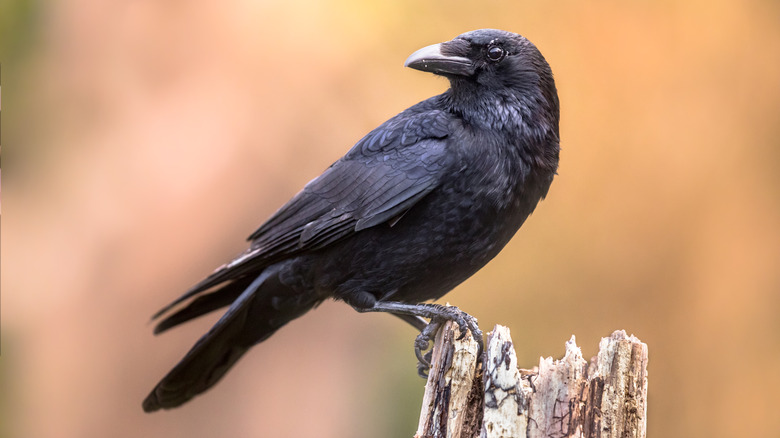 Crow perched atop tree branch