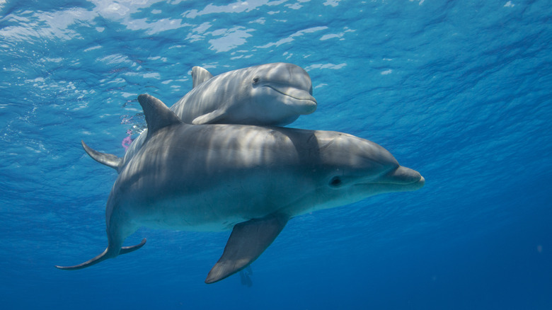 Two dolphins swimming together