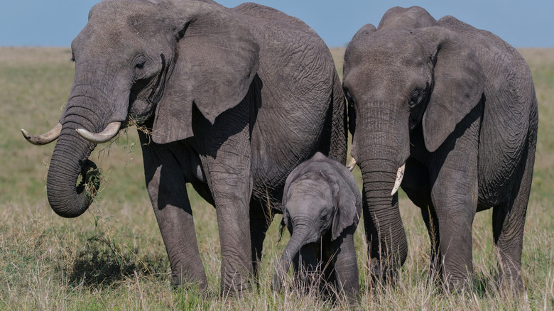 Family of elephants in Africa