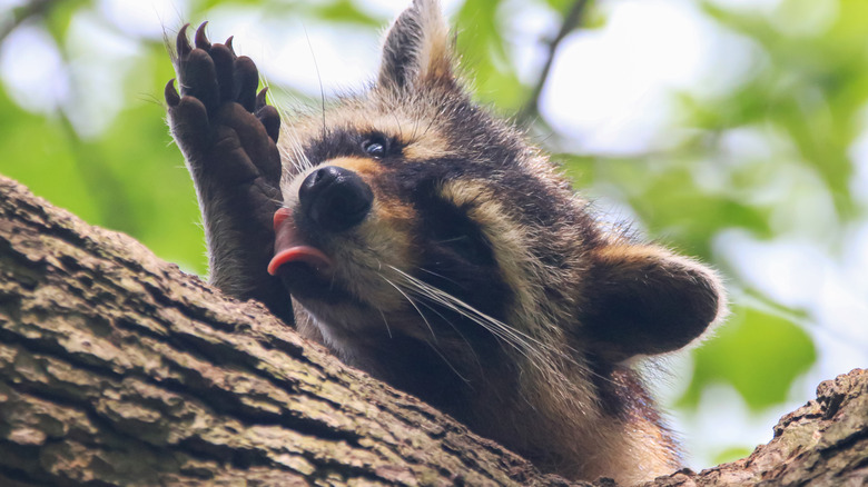 Raccoon on tree with tongue out