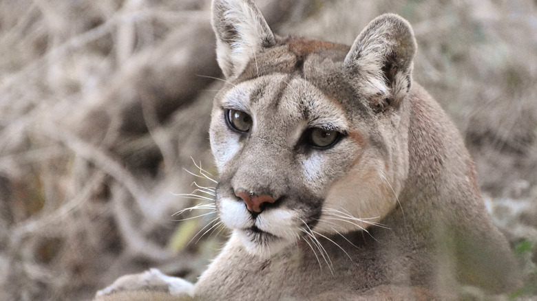 Mountain lion looking over his shoulder