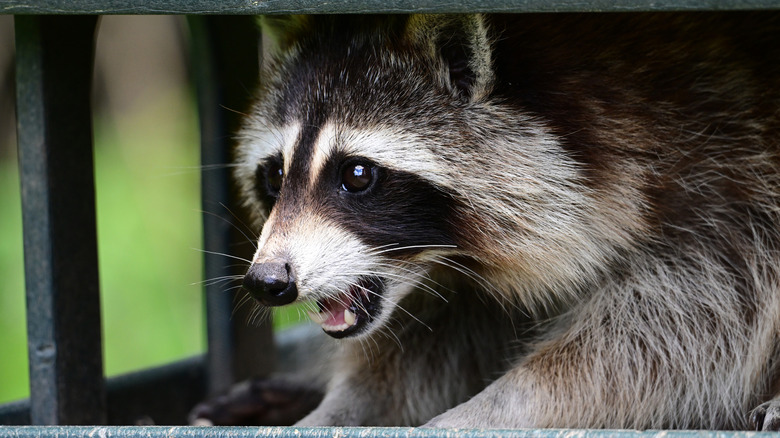 Raccoon looking for food