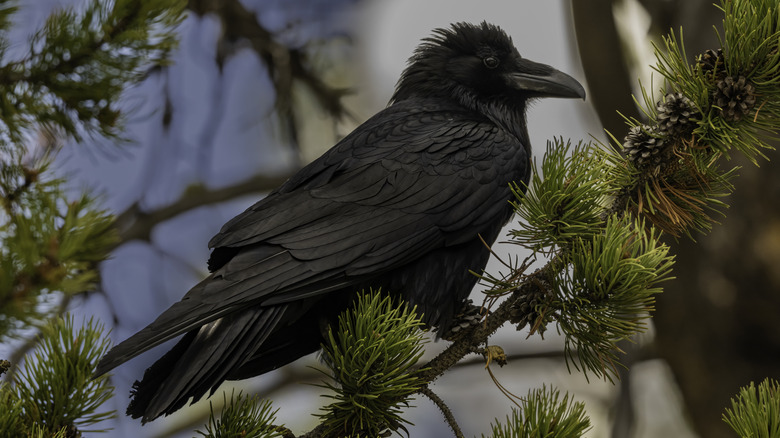 Raven perched on a branch