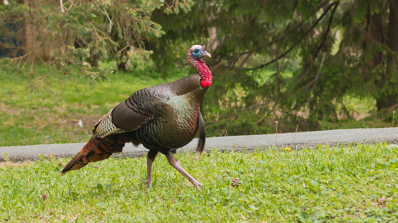 Wild turkey beside a road