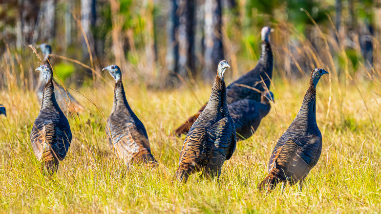 Group of wild turkeys