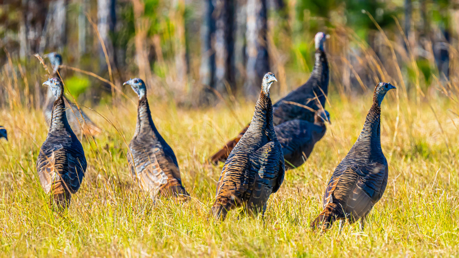 Wild Turkeys: What To Do If You Spot One In Your Yard