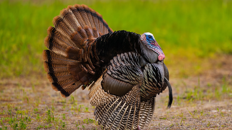 Wild turkey in a field