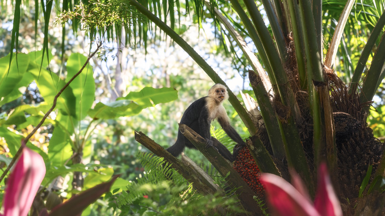 Monkey and foliage in Costa Rica