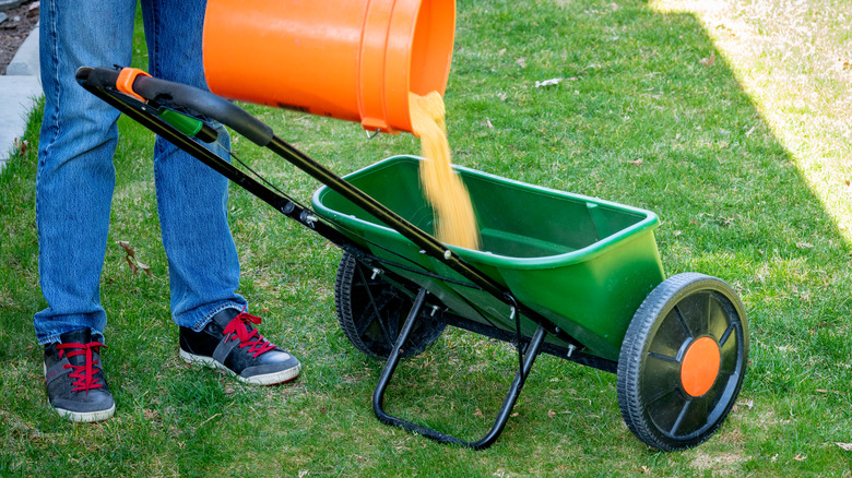 pouring fertilizer into spreader